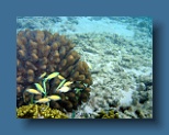Helengeli 306